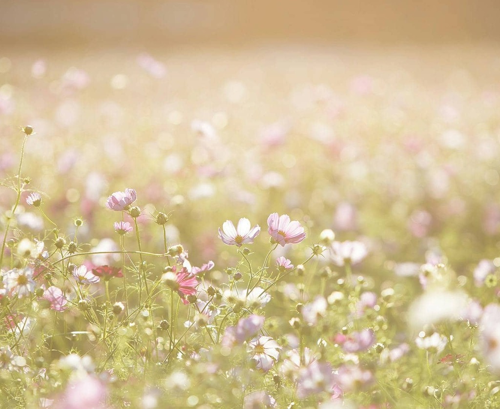 fleurs printemps, aïale, hortithérapie, nature, écothérapie, jardinage, jardin, prendre soin de soi, nature bien-être, nature santé, mains dans la terre, relaxation dans la nature, Biarritz, Pays basque, connexion nature, relaxation jardin, apaisement, plein-air, particuliers, entreprises, associations, côte basque, Bidart, BAB