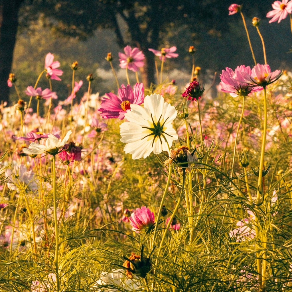 fleurs jardin, aïale, hortithérapie, nature, écothérapie, jardinage, jardin, prendre soin de soi, nature bien-être, nature santé, mains dans la terre, relaxation dans la nature, Biarritz, Pays basque, connexion nature, relaxation jardin, apaisement, plein-air, particuliers, entreprises, associations, côte basque, Bidart, BAB