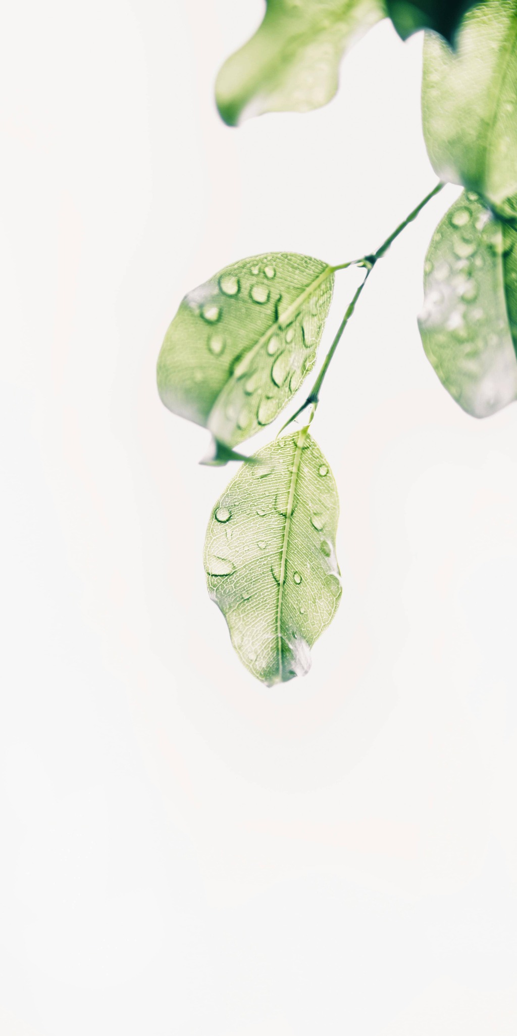 feuilles, aïale, hortithérapie, nature, écothérapie, jardinage, jardin, prendre soin de soi, nature bien-être, nature santé, mains dans la terre, relaxation dans la nature, Biarritz, Pays basque, connexion nature, relaxation jardin, apaisement, plein-air, particuliers, entreprises, associations, côte basque, Bidart, BAB