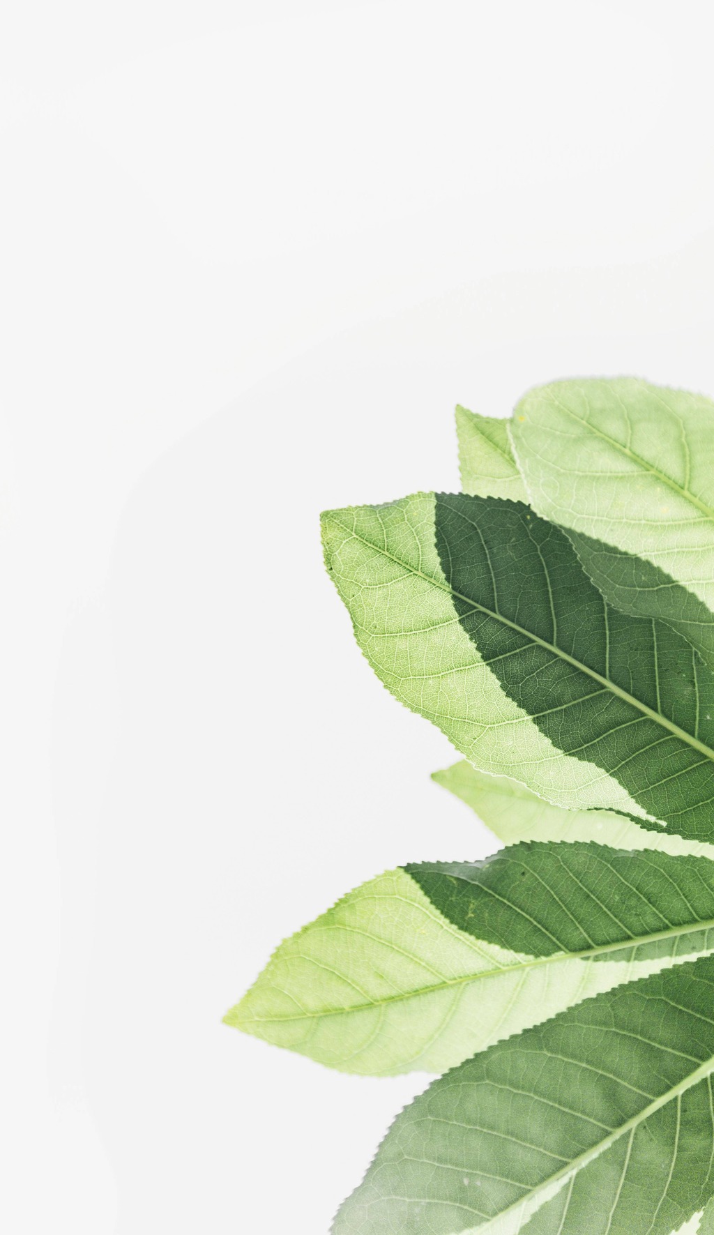 feuilles, aïale, hortithérapie, nature, écothérapie, jardinage, jardin, prendre soin de soi, nature bien-être, nature santé, mains dans la terre, relaxation dans la nature, Biarritz, Pays basque, connexion nature, relaxation jardin, apaisement, plein-air, particuliers, entreprises, associations, côte basque, Bidart, BAB