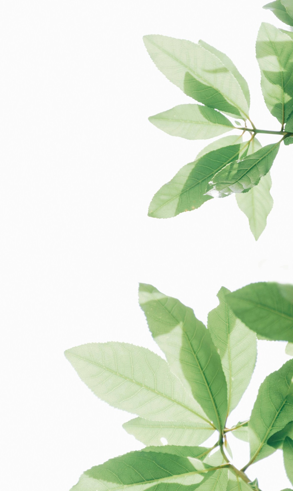 feuilles, aïale, hortithérapie, nature, écothérapie, jardinage, jardin, prendre soin de soi, nature bien-être, nature santé, mains dans la terre, relaxation dans la nature, Biarritz, Pays basque, connexion nature, relaxation jardin, apaisement, plein-air, particuliers, entreprises, associations, côte basque, Bidart, BAB