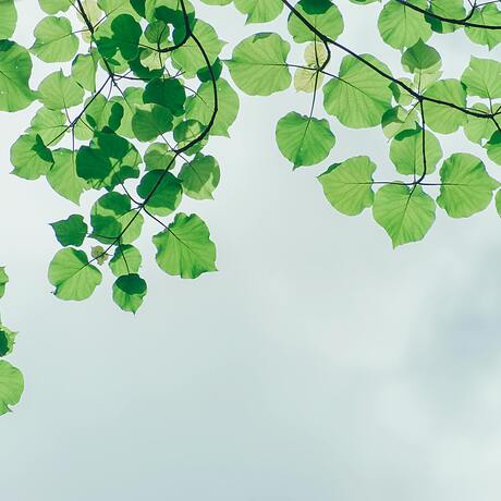 feuilles, aïale, hortithérapie, nature, écothérapie, jardinage, jardin, prendre soin de soi, nature bien-être, nature santé, mains dans la terre, relaxation dans la nature, Biarritz, Pays basque, connexion nature, relaxation jardin, apaisement, plein-air, particuliers, entreprises, associations, côte basque, Bidart, BAB