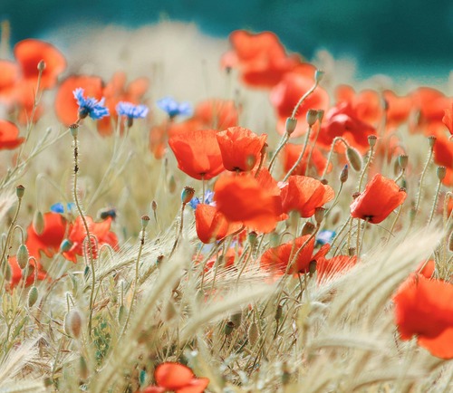 coquelicots, aïale, hortithérapie, nature, écothérapie, jardinage, jardin, prendre soin de soi, nature bien-être, nature santé, mains dans la terre, relaxation dans la nature, Biarritz, Pays basque, connexion nature, relaxation jardin, apaisement, plein-air, particuliers, entreprises, associations, côte basque, Bidart, BAB