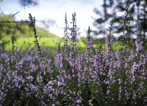 fleurs automne, aïale, hortithérapie, nature, écothérapie, jardinage, jardin, prendre soin de soi, nature bien-être, nature santé, mains dans la terre, relaxation dans la nature, Biarritz, Pays basque, connexion nature, relaxation jardin, apaisement, plein-air, particuliers, entreprises, associations, côte basque, Bidart, BAB