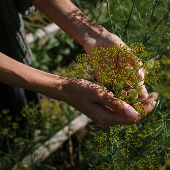Horticultural therapy, nature, ecotherapy, gardening, garden, self-care, nature and well-being, nature and health, hands-on gardening, cotton bromance, relaxation in nature, Biarritz, Basque Country, connecting with nature, garden relaxation, calming down, outdoors, individuals, businesses, associations, Basque Coast, Bidart, BAB